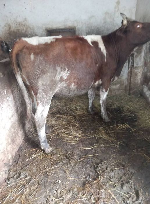 Vând junica de 2 ani jumate  gestanata în 4 luni