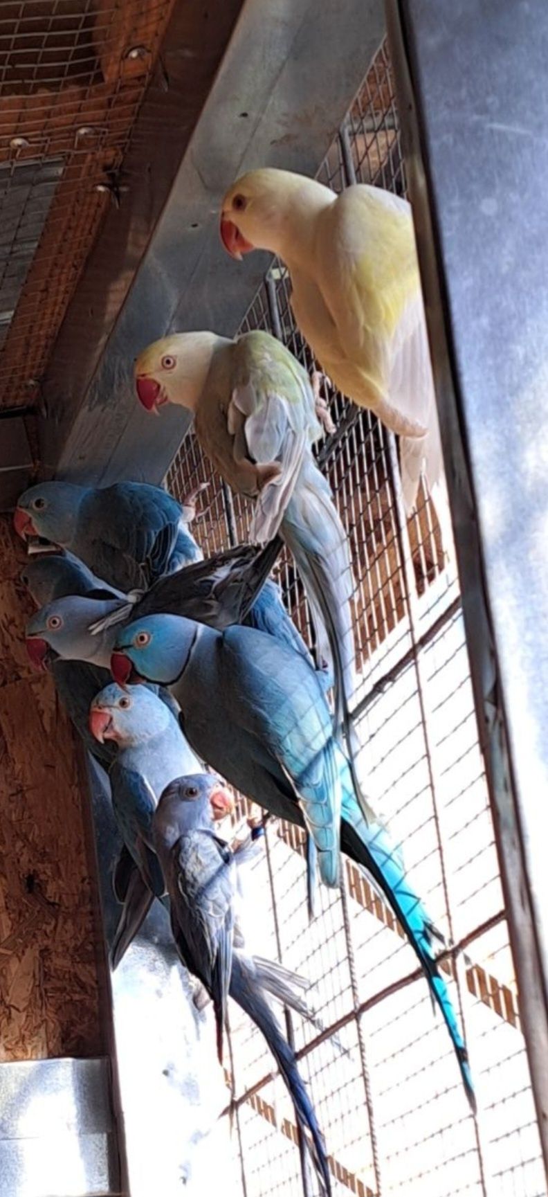 Papagali micul alexander,peruși, agapornis,porcusori de guineea