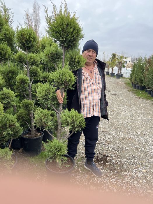 Copaci ornamentali Platan artar mesteacăn