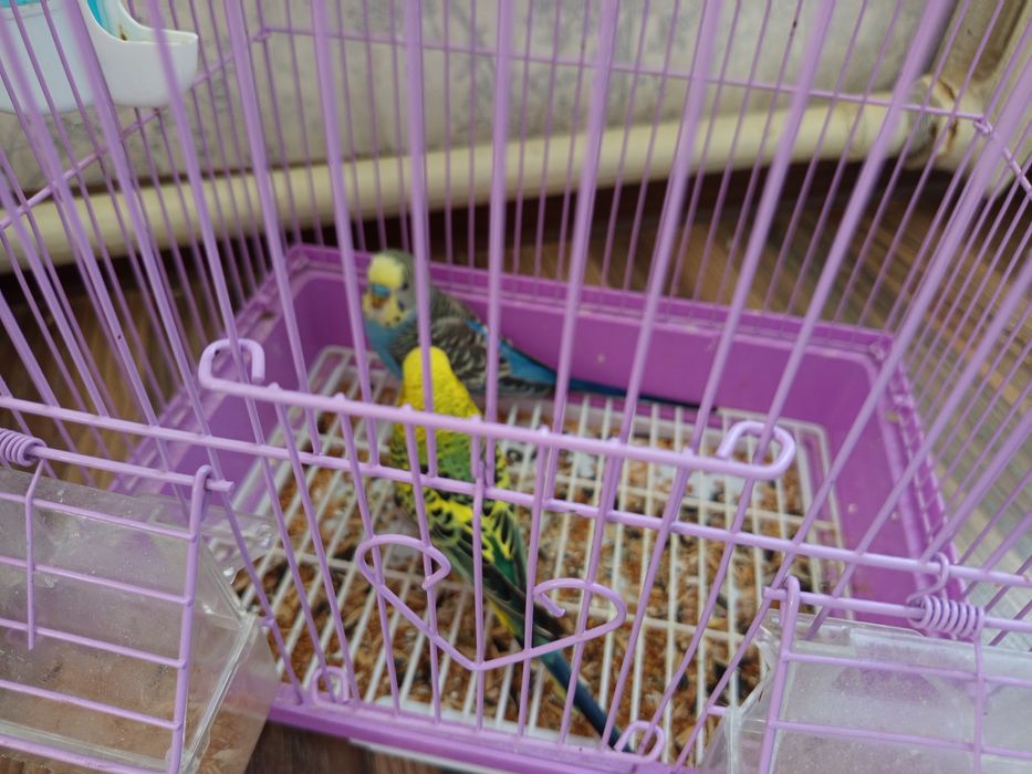 Папугай сатылады