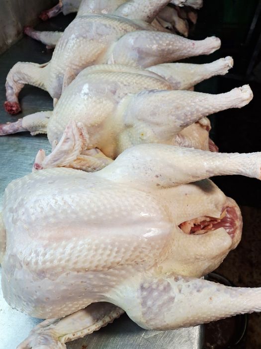 Продам мясо домашней индейки
