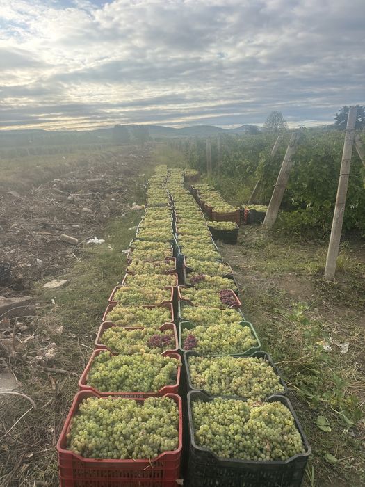 Struguri de vin