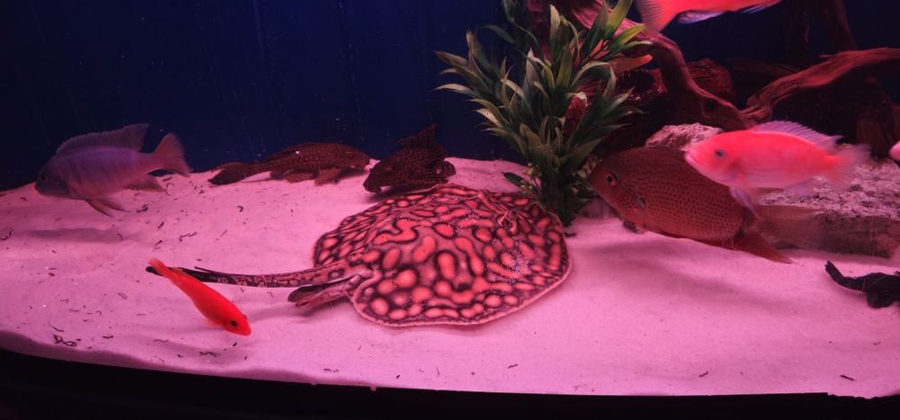 Пресноводный скат