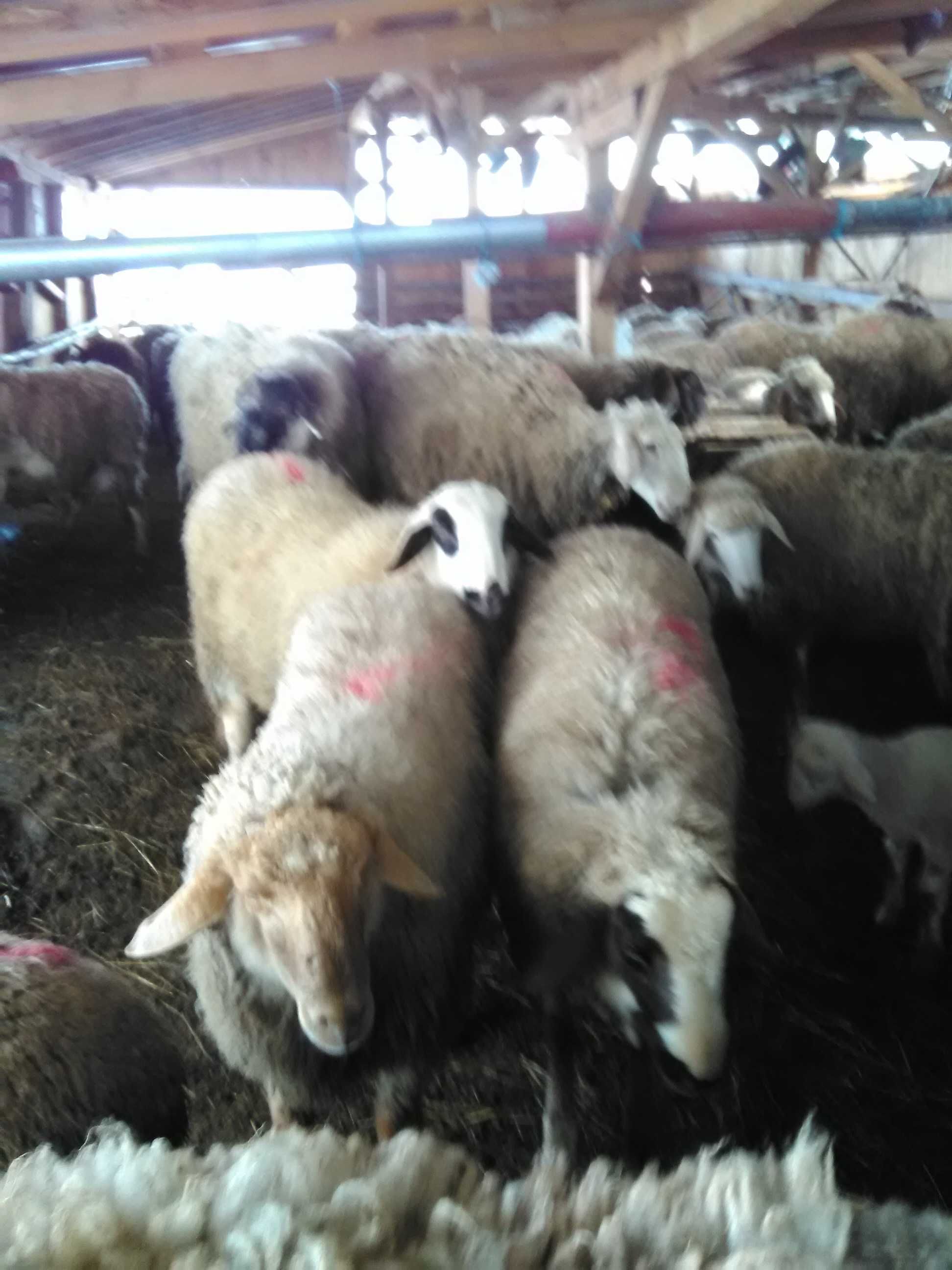 Продавам кочове,шилета,агнета и овце.