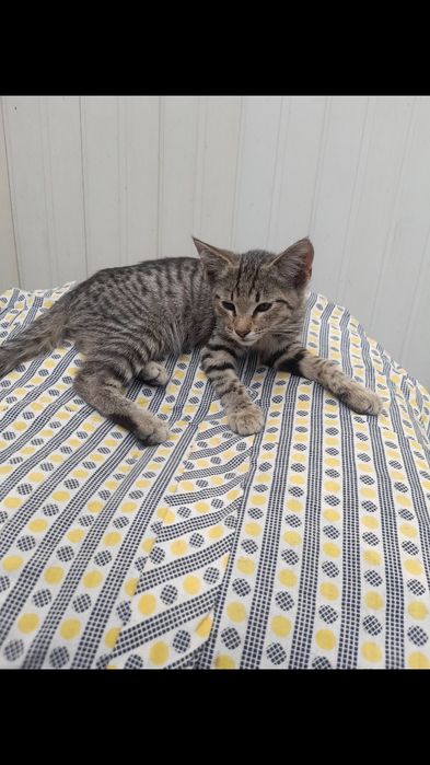 Котята  в добрые руки