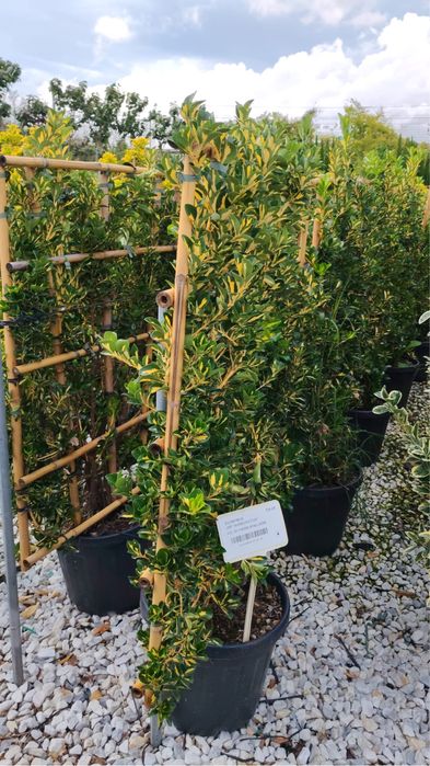 Plante ornamentale