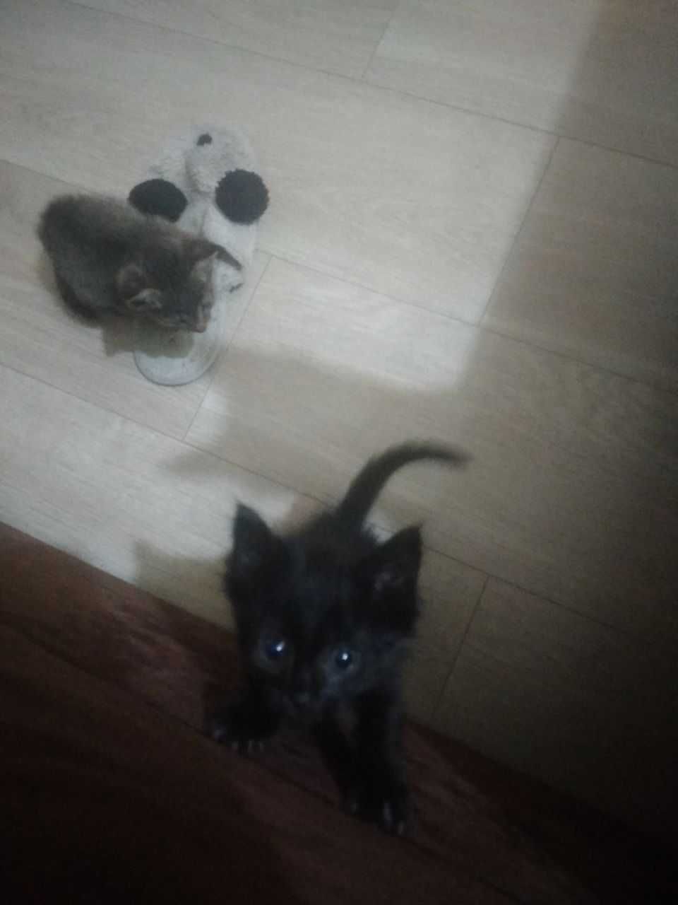 Отдам в добрые руки котят