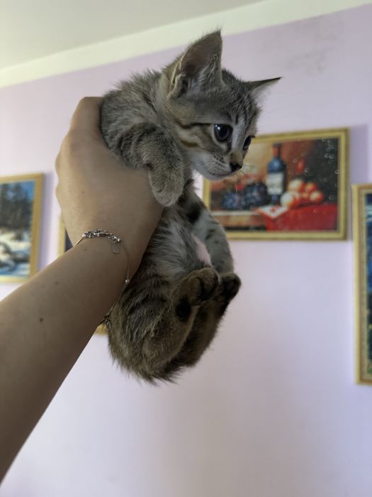 Отдам в добрые руки