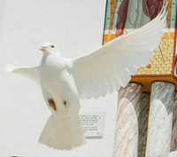 Porumbei albi nunta