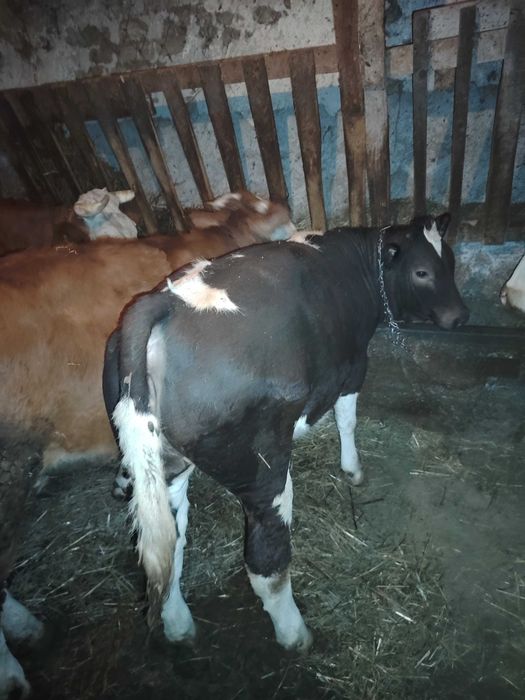 Vitei.                                              .