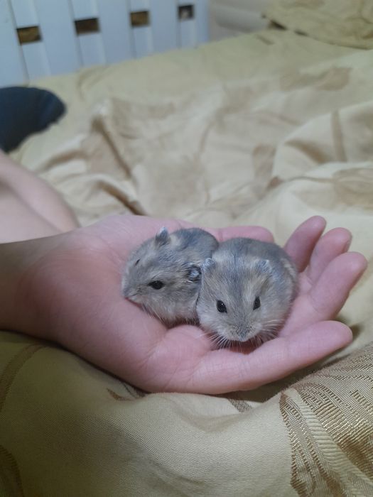 Продам джунгарских хомячков