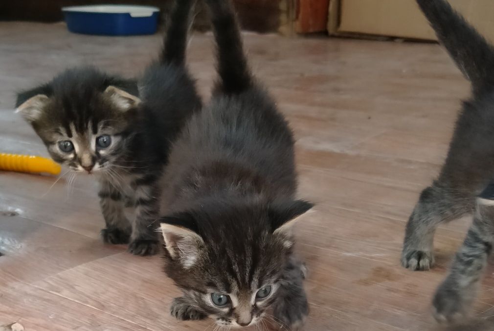 Котята отдам бесплатно