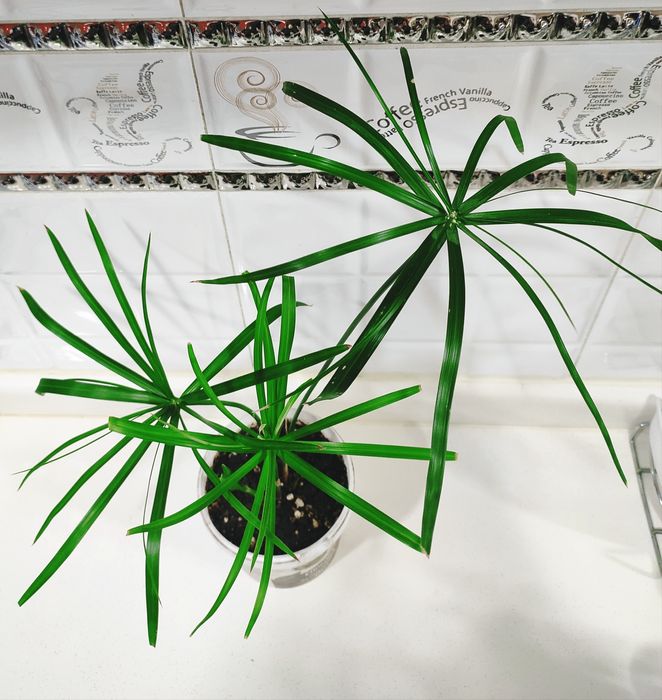 Продаются цветы ,хойя карноза, каланхоэ,циперус.