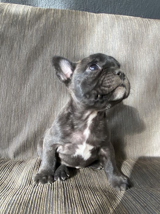 Buldog Francez Mascul – 7 săptămâni