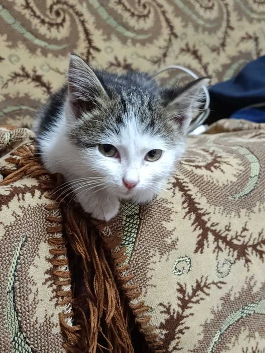 милый котёнок МАЛЬЧИК в добрые руки