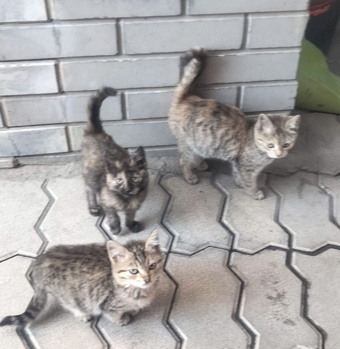 Отдам котят в добрые руки