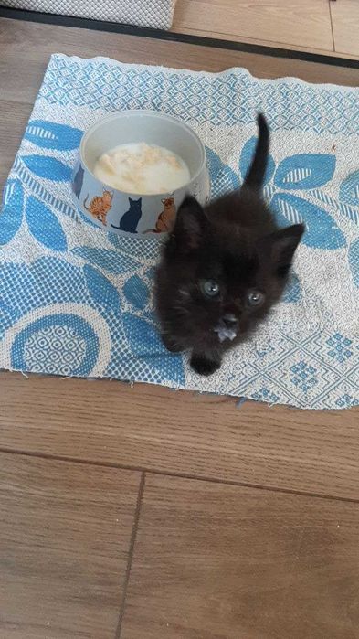 Отдам котенка в хорошие руки