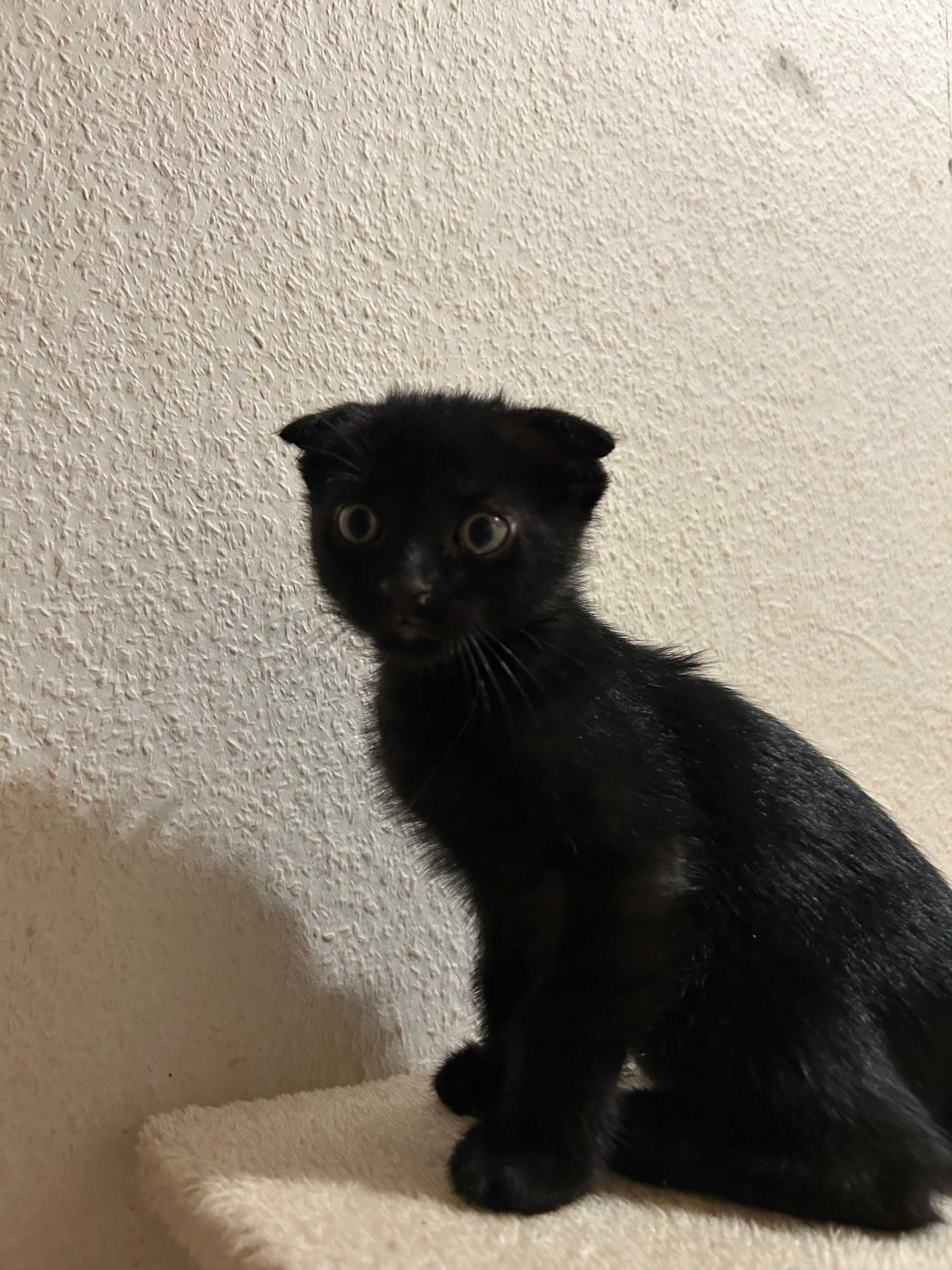 Шотландски клепоухи котета