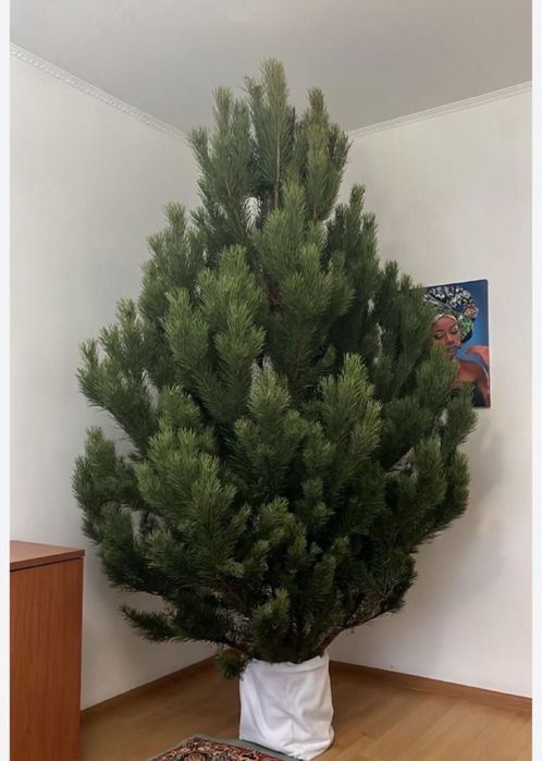 Живые елка и сосна новогодни