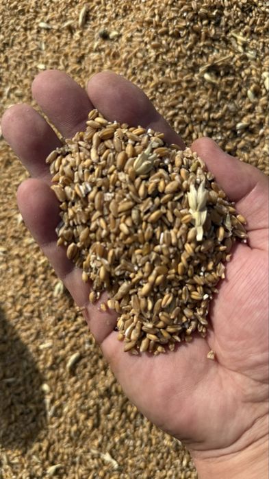 Пшеница, ячмень, отруби, овес