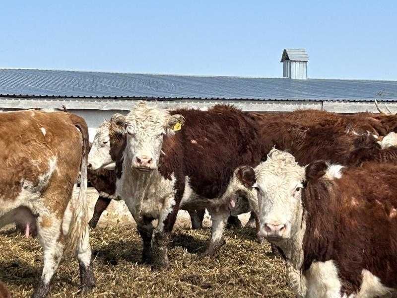 Крупно рогатый скот в количестве 34 голов