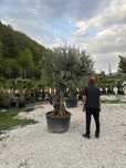 Maslin bonzai / secular - Garden Devis