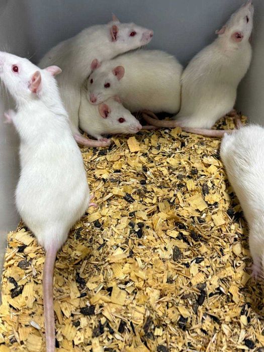 Лабаратория оқ сичқонлари ва оқ каламушлари