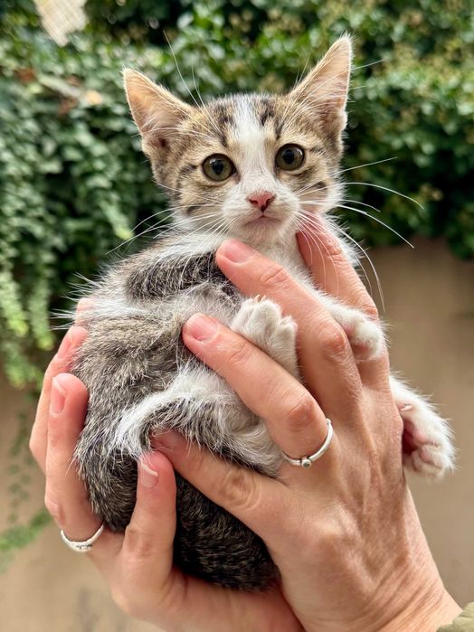 Подарявам коте на три месеца