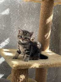 American shorthair puiuti