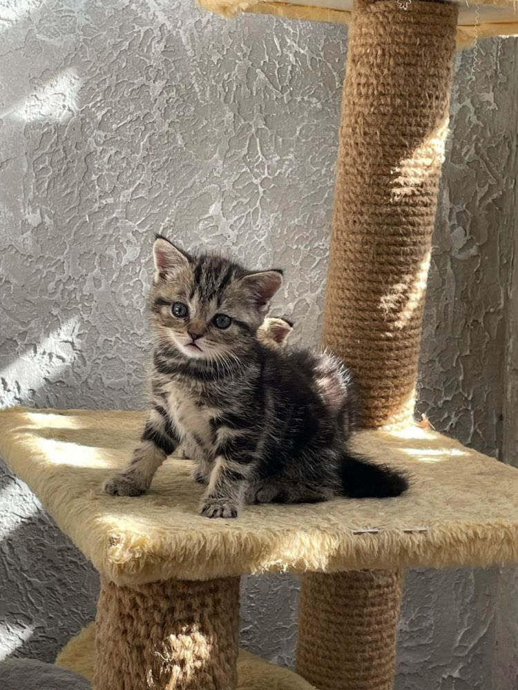 American shorthair puiuti