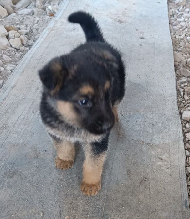 Отдадим щенят в добрые руки (мама овчарка, отец без породы))