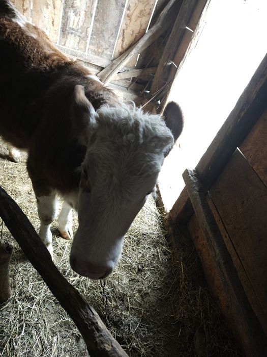 Vând vițea de lapte