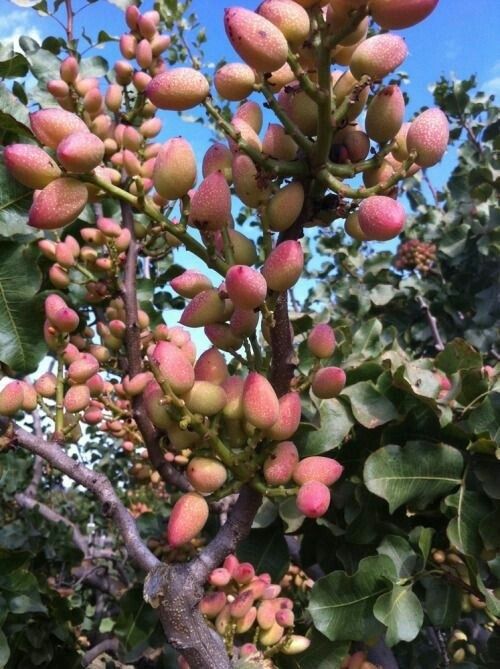 Pomi Fructiferi Exotici (FISTIC)