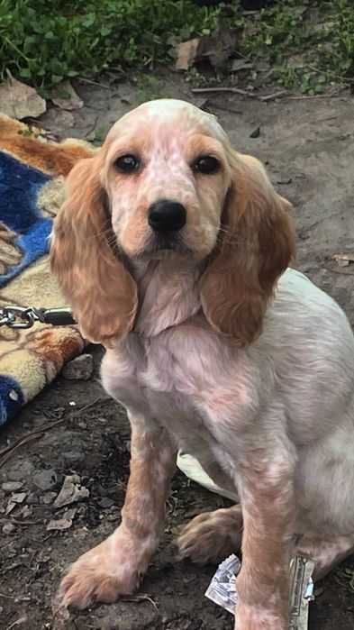 Продаю русского спаниеля СРОЧНО