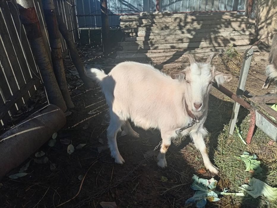 Capre de vânzare  în Pâncești Sascut