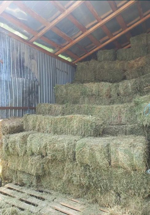 Vând baloți de lucernă și fan