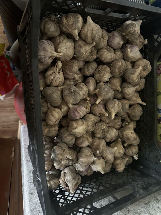 Продам домашний чеснок