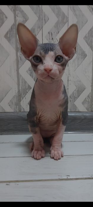 Осталось 3 котёнка сфинксенка