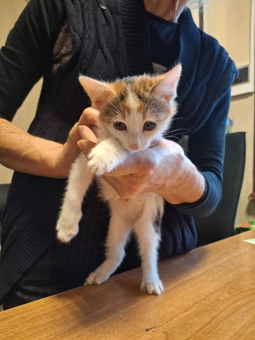 Котета на 1 мес. в София