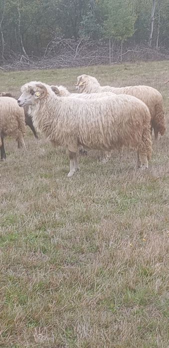 Vând oi țurcane .