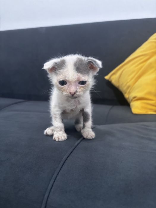 Отдам котят и кошку!