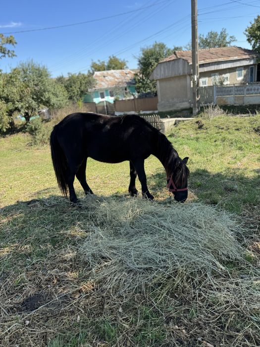 Ponei de un an jumate de talie mijlocie !