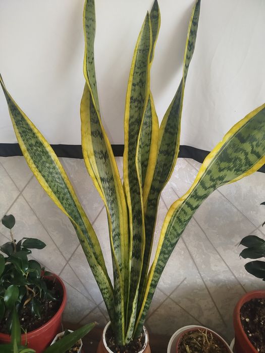 Сансивьерии домашние 100 000 сум