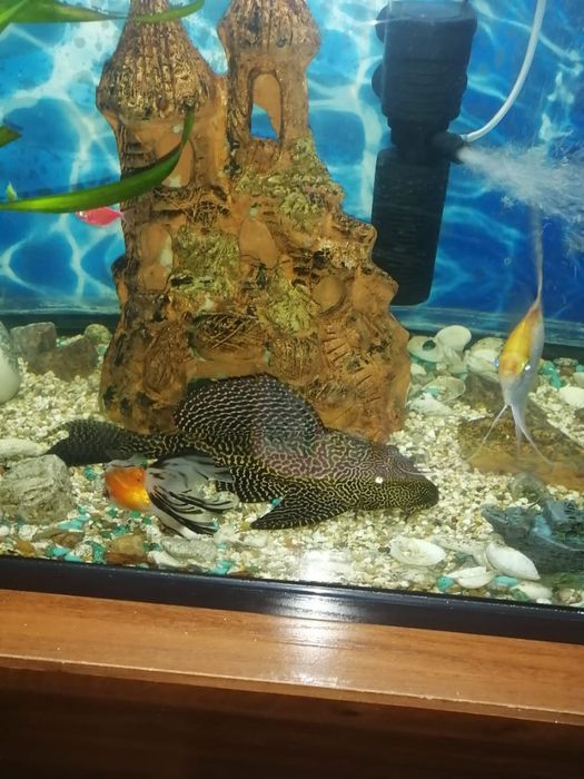 Продается парчовый сом