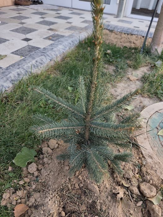 Арча голубой ел 4 та бор 50 см 40 см мошлашган бизни иклимга