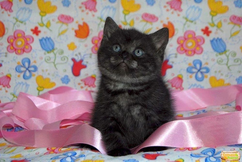 Британский черный котенок