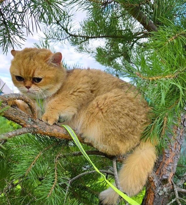 Привозная кошечка с родословной!!