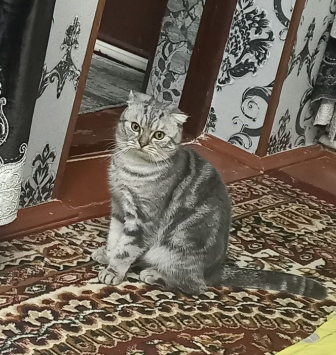 SOTILMAYDI Shishikom  ayol mushuklani uchrashuvga chaqiradi.