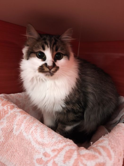 Подарявам малко мъжко котенце