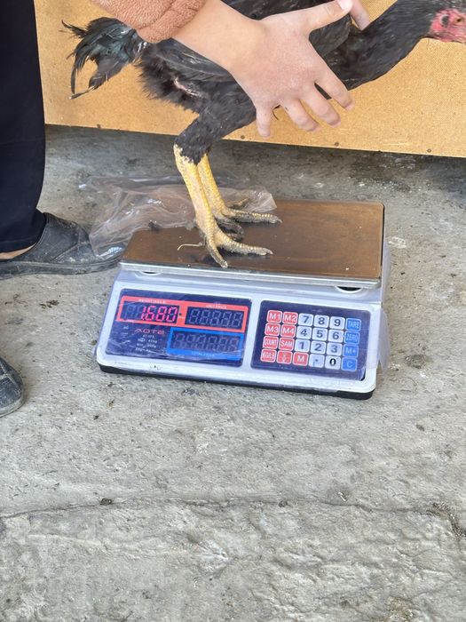 4 oylik joʻja tuxumga kiryapti